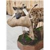 Image 7 : African Hyena With Duiker Full Body Taxidermy Mount
