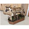 Image 8 : African Hyena With Duiker Full Body Taxidermy Mount