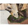 Image 9 : African Hyena With Duiker Full Body Taxidermy Mount