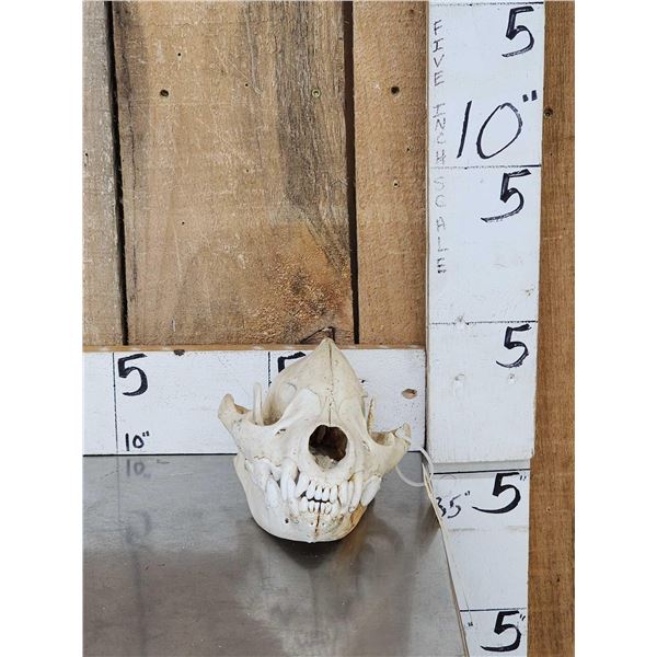 African Hyena Skull Taxidermy