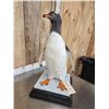 Image 10 : ULTRA RARE Gentoo Penguin Full Body Bird Taxidermy Mount