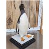 Image 11 : ULTRA RARE Gentoo Penguin Full Body Bird Taxidermy Mount