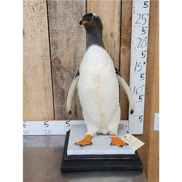 ULTRA RARE Gentoo Penguin Full Body Bird Taxidermy Mount