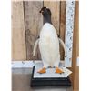 Image 1 : ULTRA RARE Gentoo Penguin Full Body Bird Taxidermy Mount