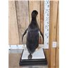 Image 3 : ULTRA RARE Gentoo Penguin Full Body Bird Taxidermy Mount