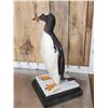 Image 4 : ULTRA RARE Gentoo Penguin Full Body Bird Taxidermy Mount