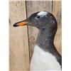 Image 5 : ULTRA RARE Gentoo Penguin Full Body Bird Taxidermy Mount
