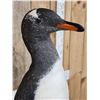 Image 8 : ULTRA RARE Gentoo Penguin Full Body Bird Taxidermy Mount