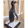 Image 9 : ULTRA RARE Gentoo Penguin Full Body Bird Taxidermy Mount
