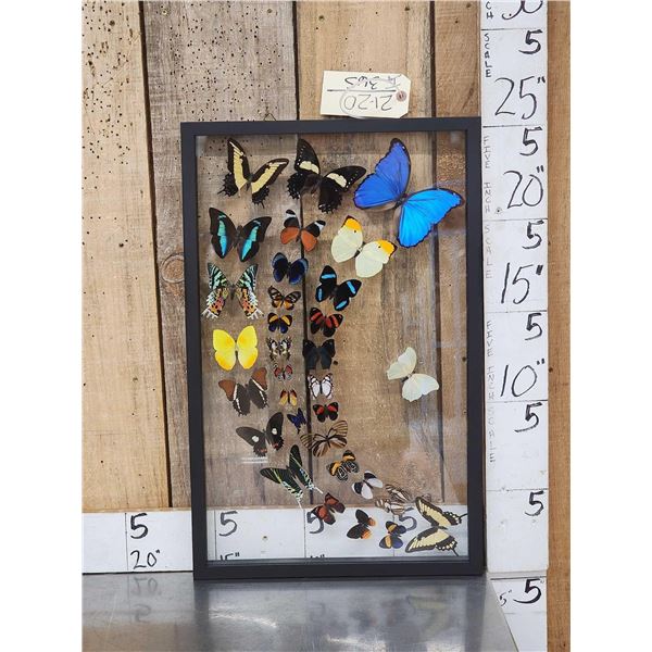 Frame Of 32 Beautiful Butterflies Taxidermy