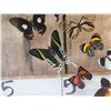 Image 3 : Frame Of 32 Beautiful Butterflies Taxidermy