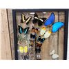 Image 5 : Frame Of 32 Beautiful Butterflies Taxidermy