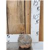 Image 2 : Fossilized Dinosaur Egg
