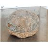 Image 3 : Fossilized Dinosaur Egg
