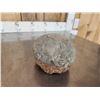 Image 4 : Fossilized Dinosaur Egg