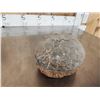 Image 5 : Fossilized Dinosaur Egg