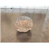 Image 6 : Fossilized Dinosaur Egg