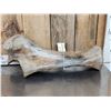 Image 10 : Spectacular Partially Fossilized Woolly Mammoth Femur Leg Bone