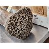 Image 11 : Spectacular Partially Fossilized Woolly Mammoth Femur Leg Bone