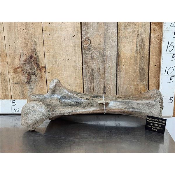 Spectacular Partially Fossilized Woolly Mammoth Femur Leg Bone