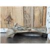 Image 1 : Spectacular Partially Fossilized Woolly Mammoth Femur Leg Bone