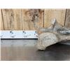 Image 2 : Spectacular Partially Fossilized Woolly Mammoth Femur Leg Bone