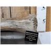 Image 3 : Spectacular Partially Fossilized Woolly Mammoth Femur Leg Bone