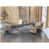 Image 5 : Spectacular Partially Fossilized Woolly Mammoth Femur Leg Bone
