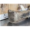 Image 6 : Spectacular Partially Fossilized Woolly Mammoth Femur Leg Bone