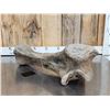 Image 7 : Spectacular Partially Fossilized Woolly Mammoth Femur Leg Bone
