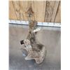 Image 8 : Spectacular Partially Fossilized Woolly Mammoth Femur Leg Bone