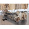 Image 9 : Spectacular Partially Fossilized Woolly Mammoth Femur Leg Bone