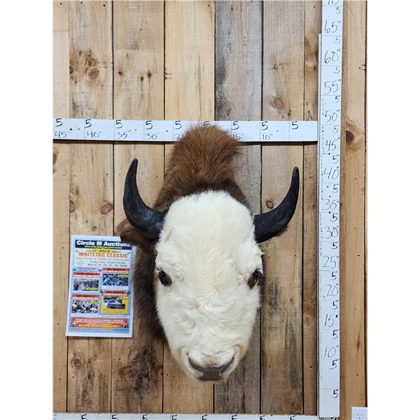 Highly Unusual American Bison Buffalo Cross Shoulder Mount Taxidermy