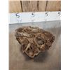 Image 10 : Juvenile Woolly Mammoth Molar In Upper Jaw Section Fossil