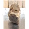 Image 12 : Juvenile Woolly Mammoth Molar In Upper Jaw Section Fossil