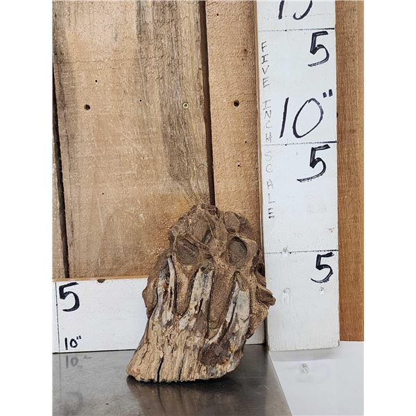 Juvenile Woolly Mammoth Molar In Upper Jaw Section Fossil