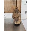 Image 2 : Juvenile Woolly Mammoth Molar In Upper Jaw Section Fossil