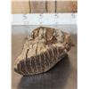 Image 5 : Juvenile Woolly Mammoth Molar In Upper Jaw Section Fossil