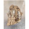 Image 6 : Juvenile Woolly Mammoth Molar In Upper Jaw Section Fossil