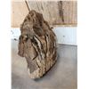Image 7 : Juvenile Woolly Mammoth Molar In Upper Jaw Section Fossil