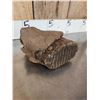 Image 9 : Juvenile Woolly Mammoth Molar In Upper Jaw Section Fossil