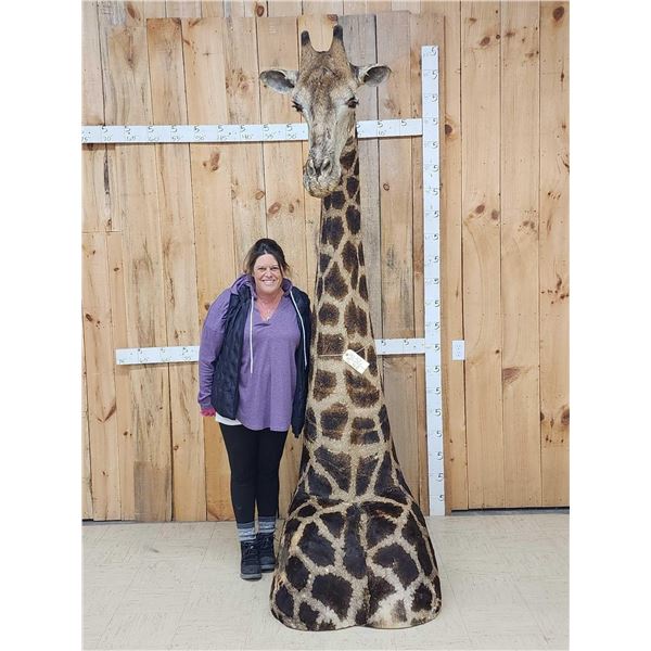 Extra Nice Giraffe Floor Pedestal Shoulder Mount Taxidermy