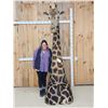 Image 1 : Extra Nice Giraffe Floor Pedestal Shoulder Mount Taxidermy