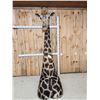 Image 2 : Extra Nice Giraffe Floor Pedestal Shoulder Mount Taxidermy