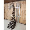 Image 3 : Extra Nice Giraffe Floor Pedestal Shoulder Mount Taxidermy