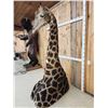 Image 4 : Extra Nice Giraffe Floor Pedestal Shoulder Mount Taxidermy