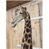Image 5 : Extra Nice Giraffe Floor Pedestal Shoulder Mount Taxidermy