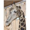 Image 6 : Extra Nice Giraffe Floor Pedestal Shoulder Mount Taxidermy