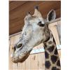 Image 7 : Extra Nice Giraffe Floor Pedestal Shoulder Mount Taxidermy
