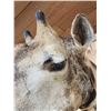 Image 8 : Extra Nice Giraffe Floor Pedestal Shoulder Mount Taxidermy